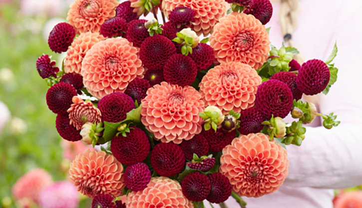 Dahlias