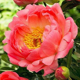 Now’s the Time: Plant Peonies and Hostas in Fall
