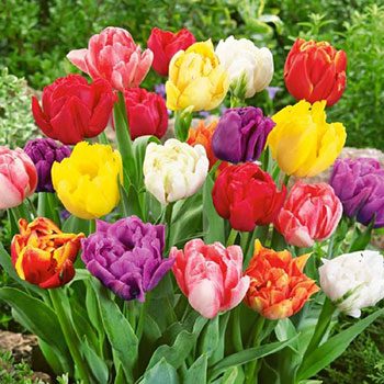 Picking Types of Tulips