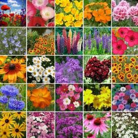 Plant Wildflower Seeds in Fall