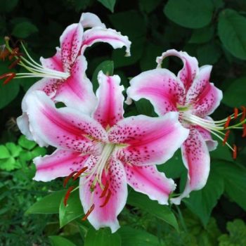 Stargazer, the most popular lily in the World