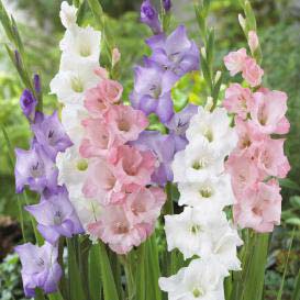 rainbow pastel gladiolus