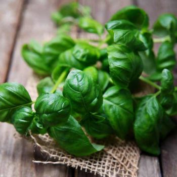 Top Five Favorite Herbs to Plant
