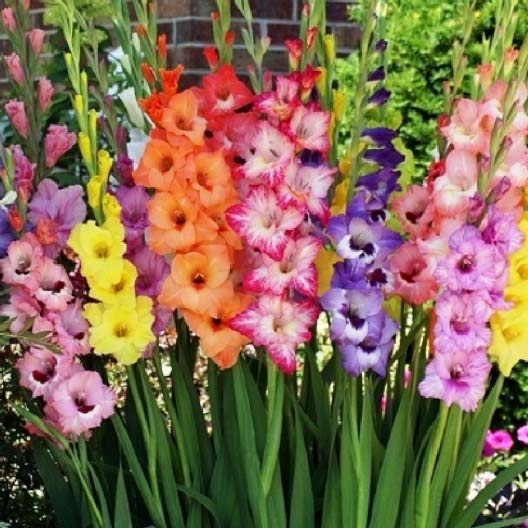 rainbow gladiolus