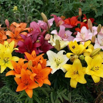 Planting Lilies in Spring