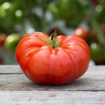 You can thank Cortez for the Beefsteak Tomato.
