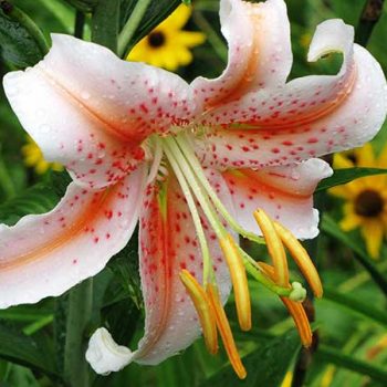 Salmon Star – Spectacular new Oriental Lily that lives up to its name