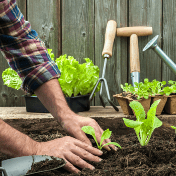 hands planting lettuce sprout