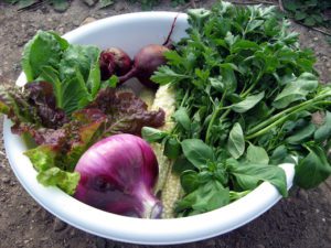 radish and greenery in bowl