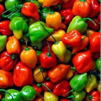 6 Essential Peppers for Summer Gardens