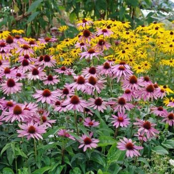 6 Medicinal Plants to Grow in Your Garden