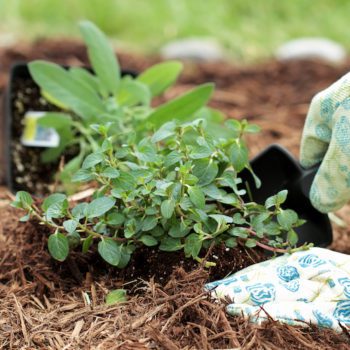 Mulch Matters: 3 Very Good Reasons to Mulch Your Beds