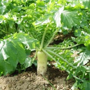 japanese minowase daikon radish