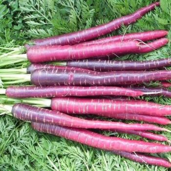5 Heirloom Vegetables to Plant in Your Fall Garden
