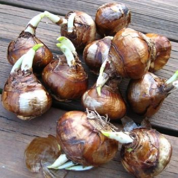 Fall in Love With These Bulbs (That Aren’t Tulips)