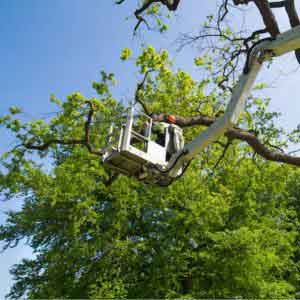 Tree trimming scissor lift