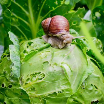 4 Ways to Keep Pests Out of Your Garden