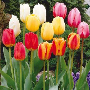 For Tulips Next Spring, Plant Bulbs in the Fall