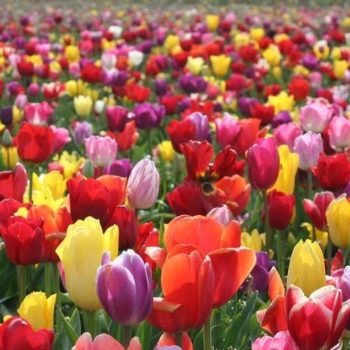 Frequently Asked Questions about Planting Tulip Bulbs