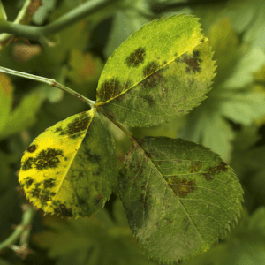 green leaves with black spots