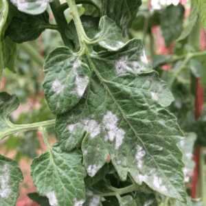 green leaf with white spots of downy mildew