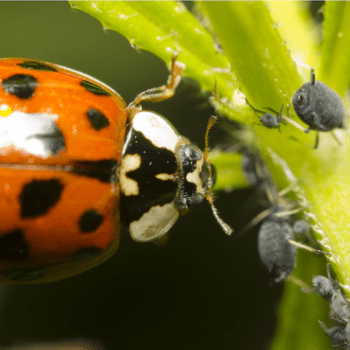 5 Natural Methods of Pest Control
