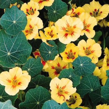 5 Flowering Plants With Surprising Uses