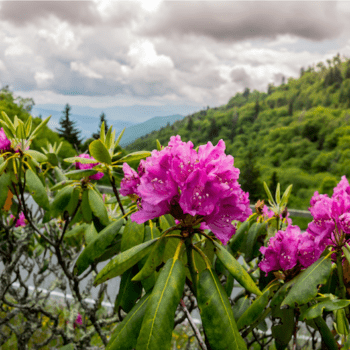 Best Places to View Wildflowers in the Eastern United States