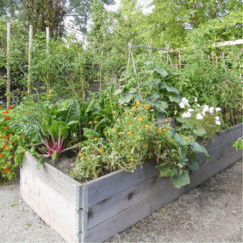 Designing The Raised Garden Beds of Your Dreams