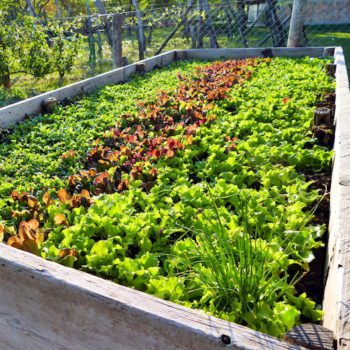 4 Reasons To Build Raised Garden Beds