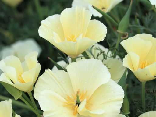 How to Grow White California Poppy – Alba