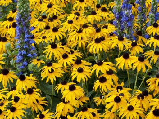 Planting and Growing Black Eyed Susans