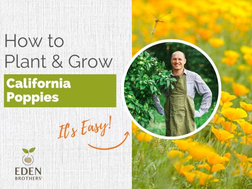 Tips for Growing California Poppy Seeds