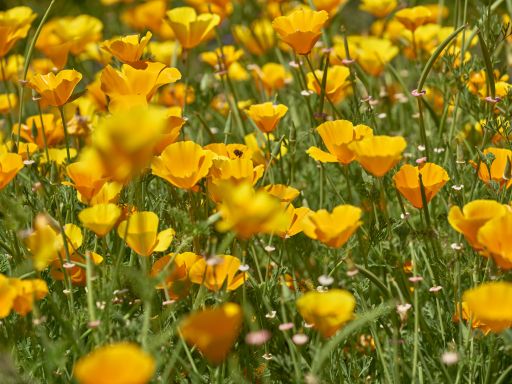 How to Grow Yellow California Poppy from Seed – Chrome Queen