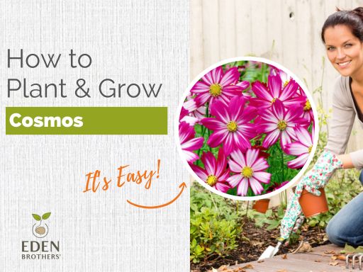 Cosmos – How to Grow Cosmos