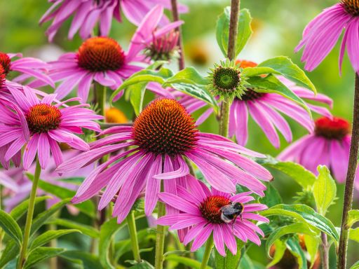 How to Grow Echinacea – Purple Coneflower