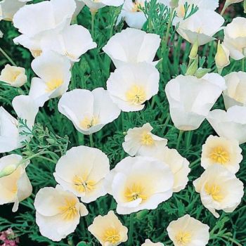 Growing White California Poppy from Seed