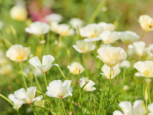 Growing White California Poppy from Seed – Ivory Castle