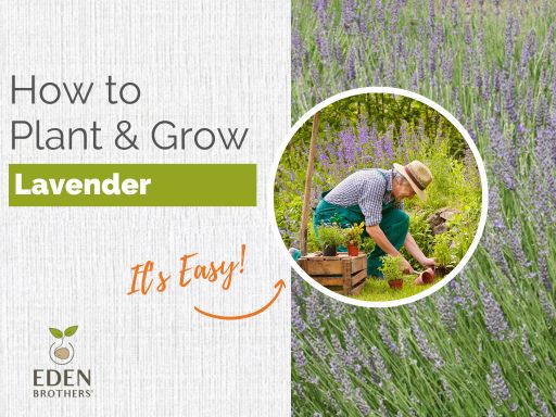 Lavender – How to Grow from Seed