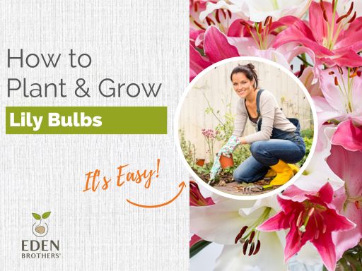 How to Plant Lily Bulbs