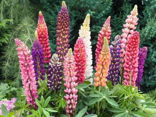 Guide to Growing Lupines