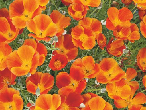 Growing Red California Poppy from Seed – Mikado