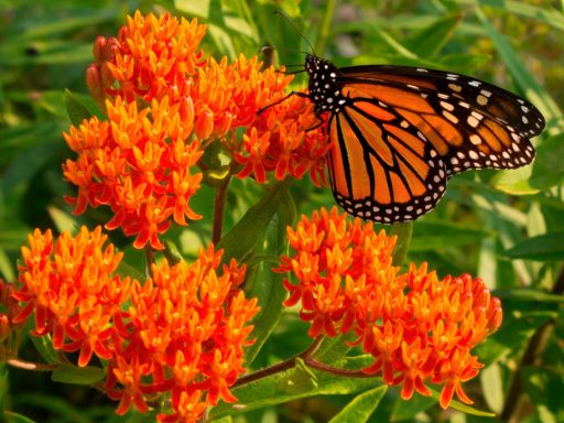 Tutorial on Planting Milkweed