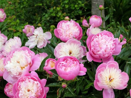 How to Grow Peonies