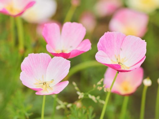 Grow Purple California Poppy from Seed – Purple Gleam