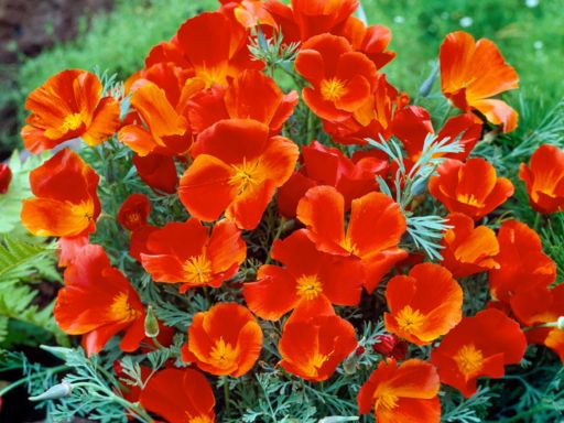 How to Grow Red California Poppy – Red Chief