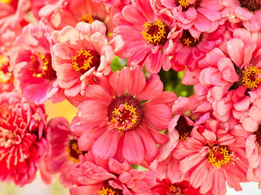 How to Grow Salmon Queen Zinnia from Seed