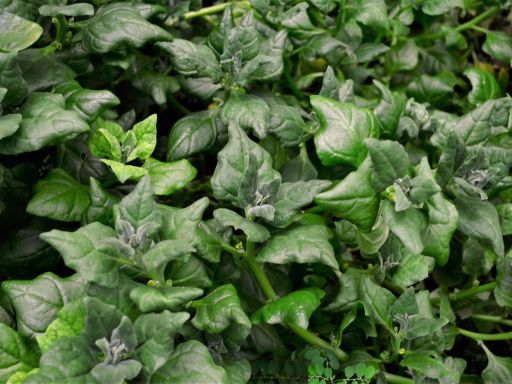 Tips for Growing Spinach from Seed