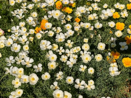 Growing White California Poppy from Seed – White Linen