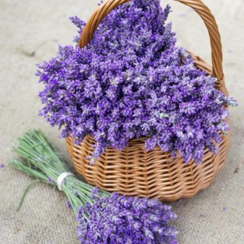 Tips for Planting Lavender Seed